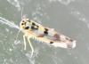 Eupteryx atropunctata